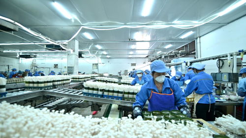 走進(jìn)大灣區(qū) 菜籃子 生產(chǎn)基地 粵北首家工廠化栽培的食用菌企業(yè)